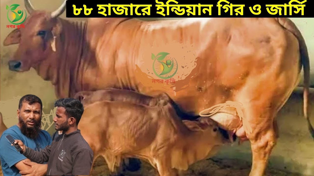 ৮৮ হাজারে গির ও জার্সি ! রবিউল ভাইয়ের ছাগলের চেয়েও কম দামে ইন্ডিয়ান বর্ডারক্রস গাভী krishi tv