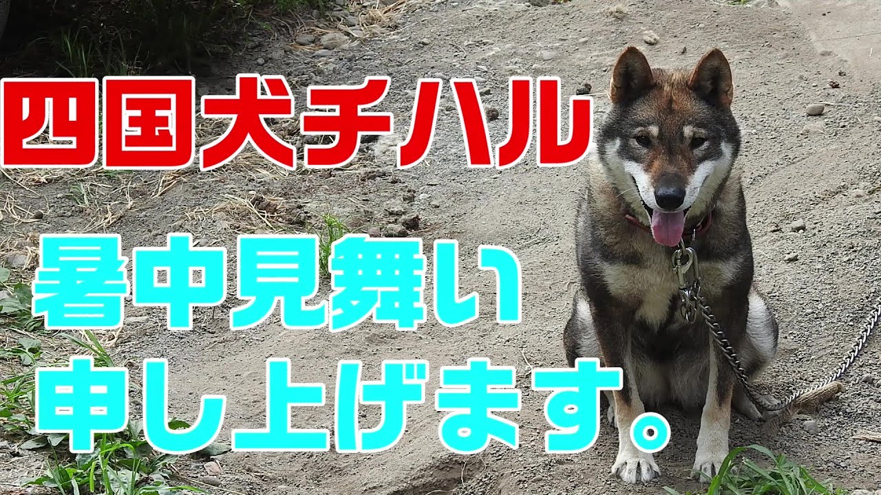 四国犬チハル ん ちょっと瘦せた Youtube 四国犬チハル ん ちょっと瘦せた Youtube