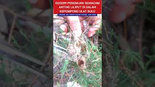 PENEMUAN KEPOMPONG BERISI BERLIAN MERAH #viral #hiburan #parodi #drama #halu #pusaka #mustika