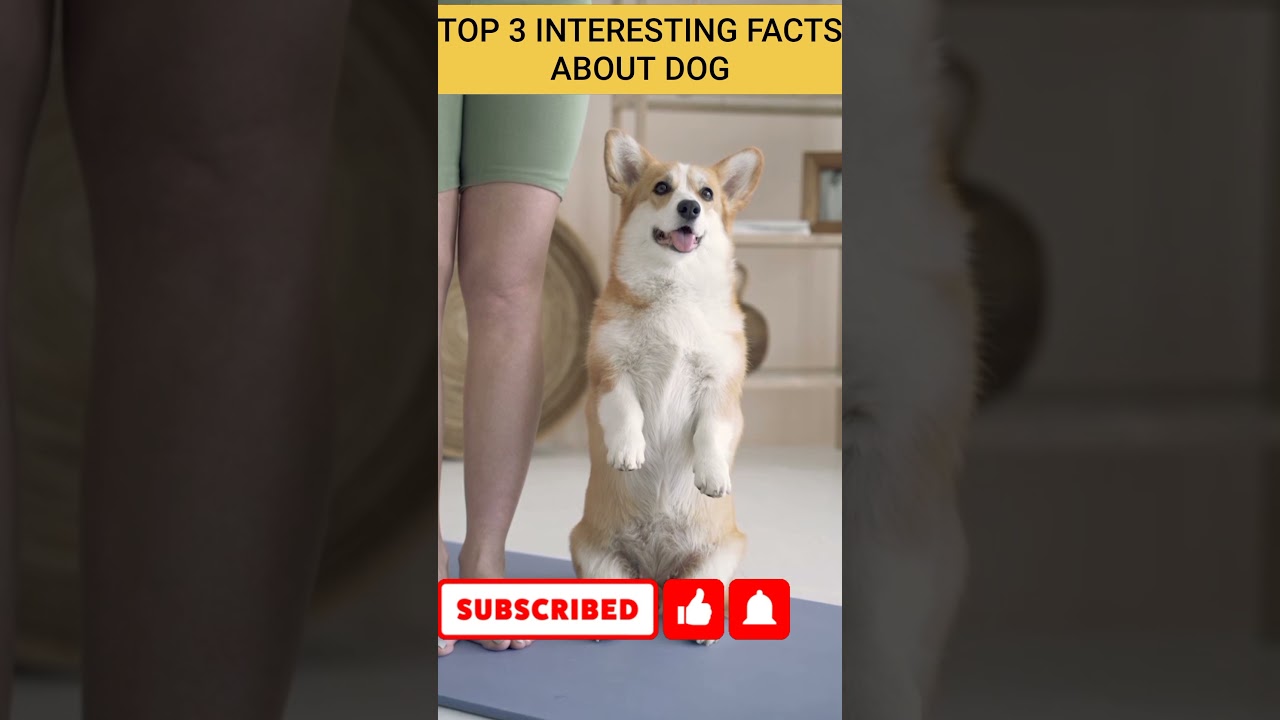 TOP 3 ABOUT FACTS DOG 
