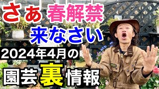 【乗り遅れないで】４月に絶対買うべき植物達教えます　　【カーメン君】【園芸】【ガーデニング】【初心者】