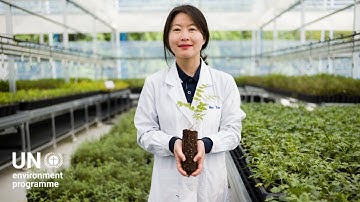 After the wildfires: Innovation in forest recovery