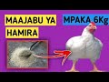 Tumia Hamira Kuongeza Utagaji Na Uzito Wa Kuku Ufugaji Farming Kingofarm Poultryfarming Tumia Hamira Kuongeza Utagaji Na Uzito Wa Kuku Ufugaji Farming Kingofarm Poultryfarming