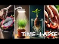 Best of 2023 time lapse greentimelapse gtl timelapse
