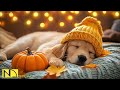 24 Hours of Anti-Anxiety Music for Dogs ❤️🦮Healing Music for Dogs 🎶Sleep and Calm 🌈 No Ads