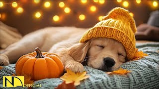 24 Hours of Anti-Anxiety Music for Dogs ❤️🦮Healing Music for Dogs 🎶Sleep and Calm 🌈 No Ads