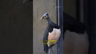 Maleo Bird  The Bird That Plants Its Eggs Like A Farmer wildlife didyouknow animals