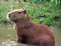 Caçando capivara