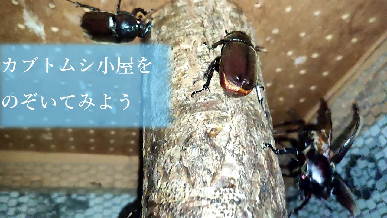 カブトムシ小屋をのぞいてみよう！ - YouTube