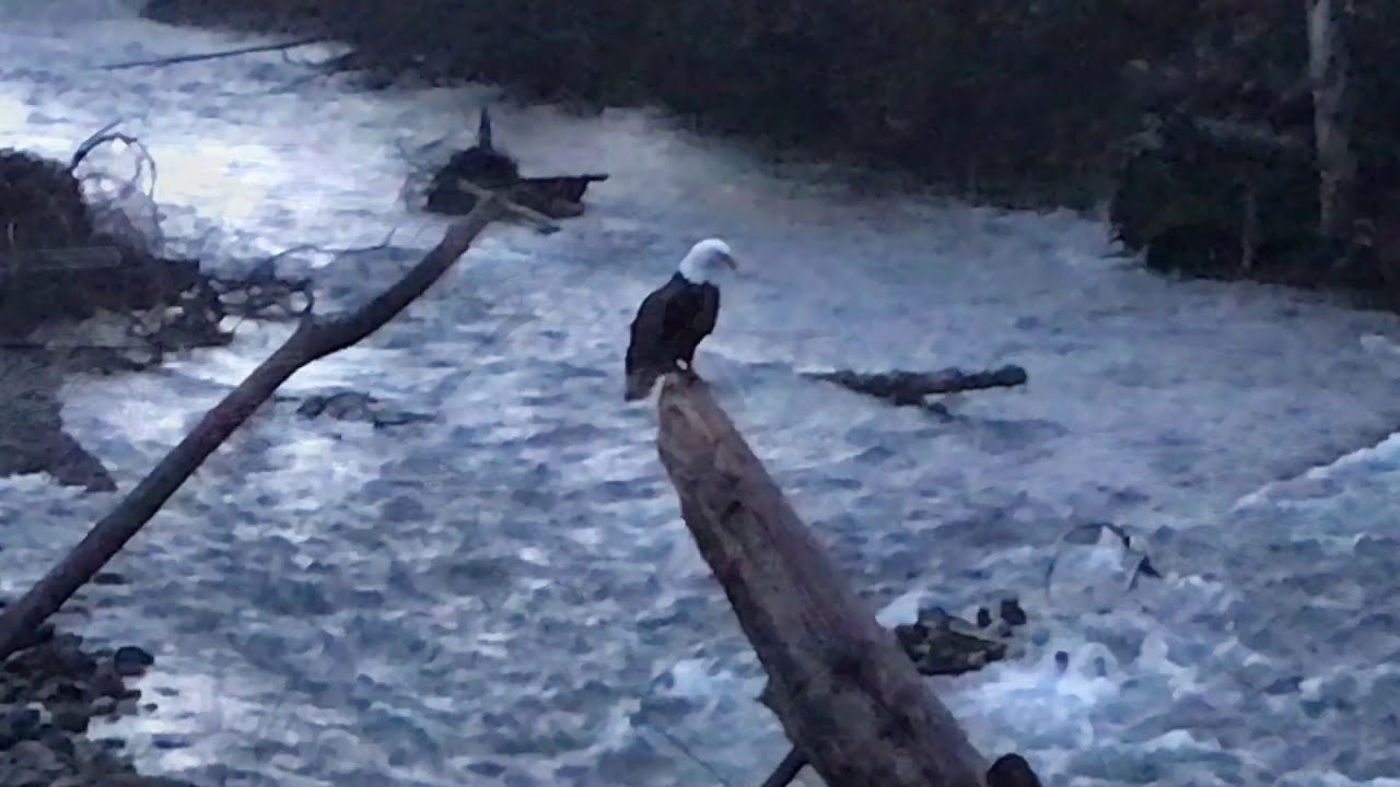 Eagle Fishing at Dungeness River YouTube