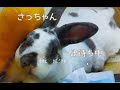 シロチャ　さっちゃん出待ち　#うさぎ #レッキス #rabbits #rex #シロチャ #