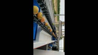 Persimmon Fruit Sorting Machine