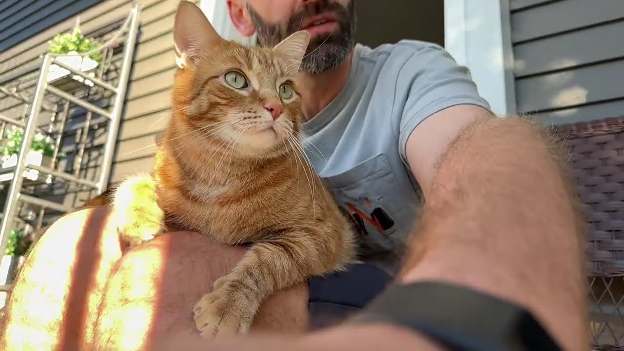 My orange lap cat demands alot of cuddles