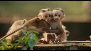 Monkey Kingdom  Trailer #1 2015 - Disneynature Documentary HD