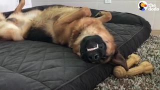 What Do Dogs Dream About?