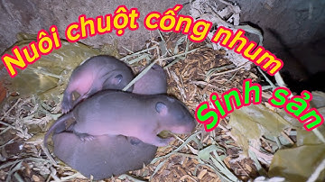 “ chuột cống nhum đã vào mùa sinh sản - chuột con quá nhiều “