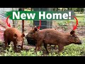 The Pigs Got a New Home