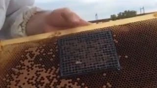 Here's the recording of facebook live video installing a push-in queen
cage into my new nuc hive.