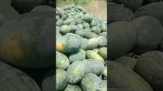 Panen Semangka Inul ..hasil josss#buahbuahansegar #Vidio short buah