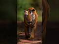 Clash of Titans: The Unstoppable Power of Tigers 🐅🌊 #natureshorts #wildlifestorytelling #bigcats