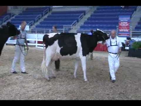 Eastern Fall National Holstein Show - Senior 3-yea...