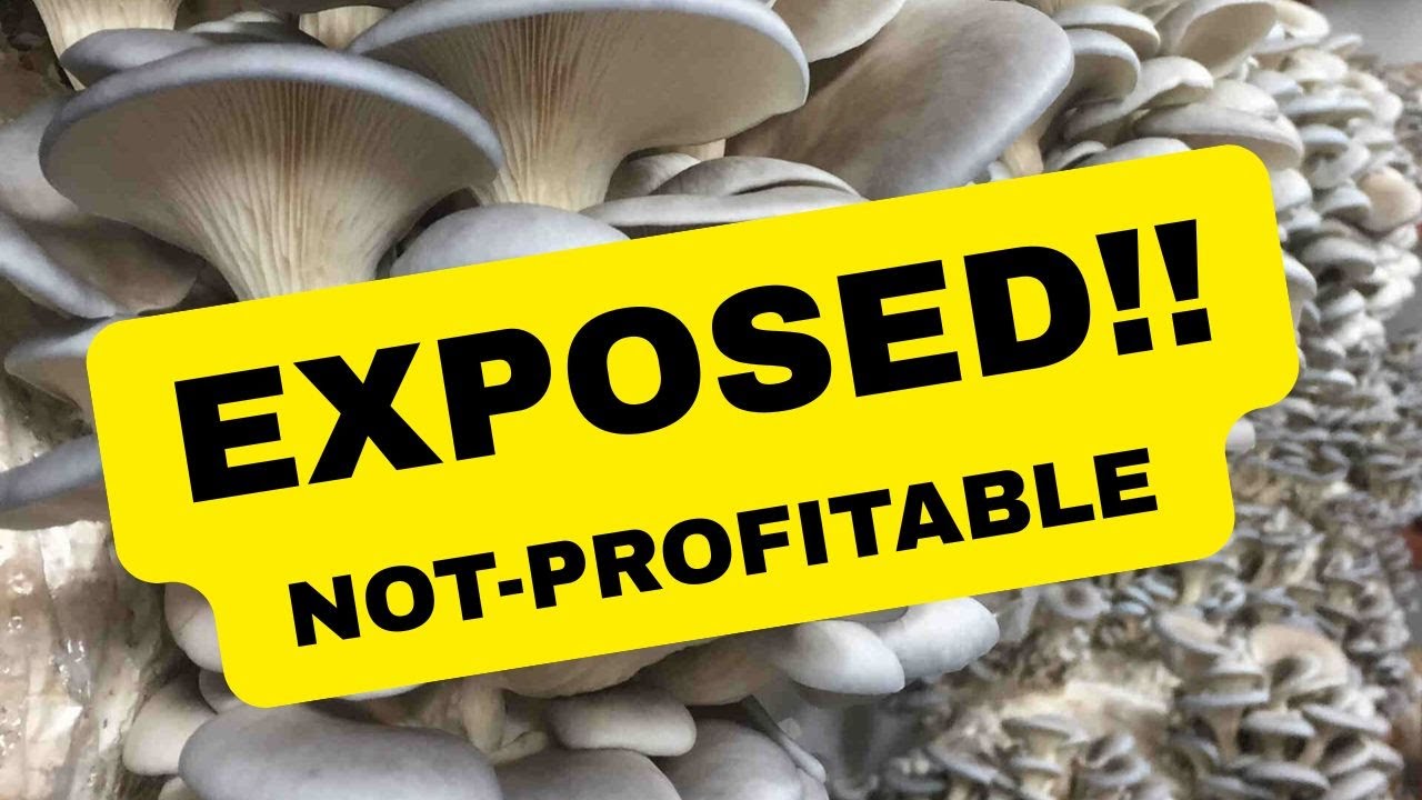 The SHOCKING Truth About Mushroom Farming in Kenya (Why 90% of Farmers QUIT!)