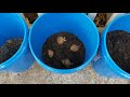 Growing Potatoes in Buckets