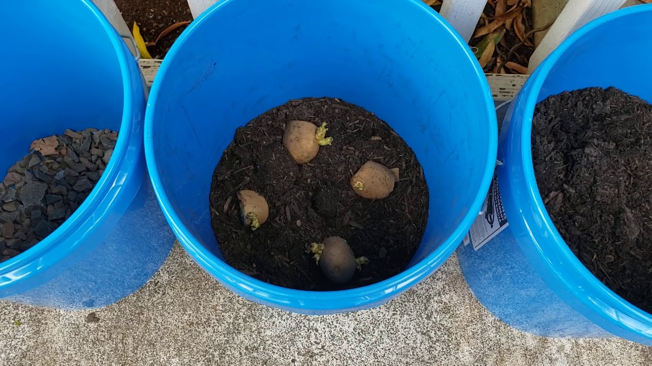 Growing Potatoes in Buckets