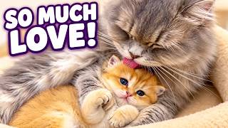 A mother's love: touching moments of a cat grooming her playful kitten