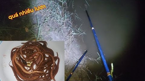 Xiệt lươn cặp bờ ruộng quá nhiều lươn | kích cá miền tây 