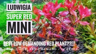 Ludwigia sp. Mini super red plant || sp. Mini super red || care.. Guide and..Information