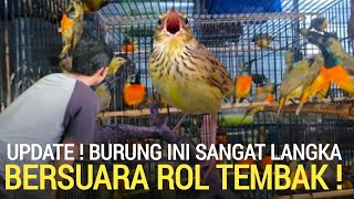 Download Lagu REZEKI SAYA ! NEMU BURUNG SANGAT LANGKA MURAH BERSUARA ROL TEMBAK PASAR BURUNG PRAMUKA HARI INI  MP3