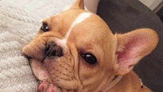 French Bulldog Puppy Compilation