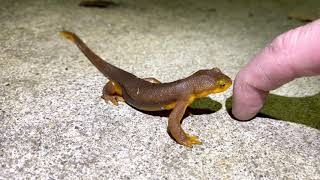 California Newt or Orange-Bellied Newt. (Taricha torosa)