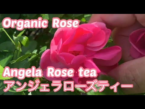 アンジェラローズティー 薔薇の初心者教室 バラの育て方 無農薬バラ栽培 Rose ティーお茶 Angela Rose Tea Youtube