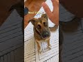 Ignored by Moose 🐶