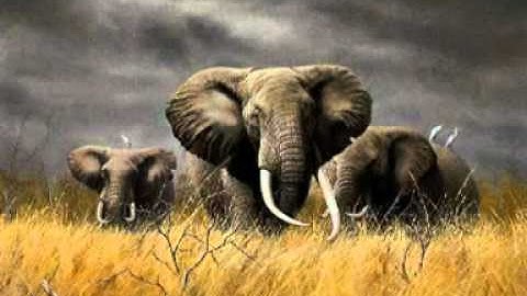 سورة الفيل عبدالعزيز الاحمد sorat al feul