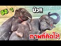 เมื่อปล่อยบัวไปหาขื่น❗️ ภาพที่คิดไว้ก็เกิดขึ้น เอาไม่อยู่เเล้วบักบัว elephant