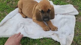 JoJo 2023 F3 Bloodhound puppy