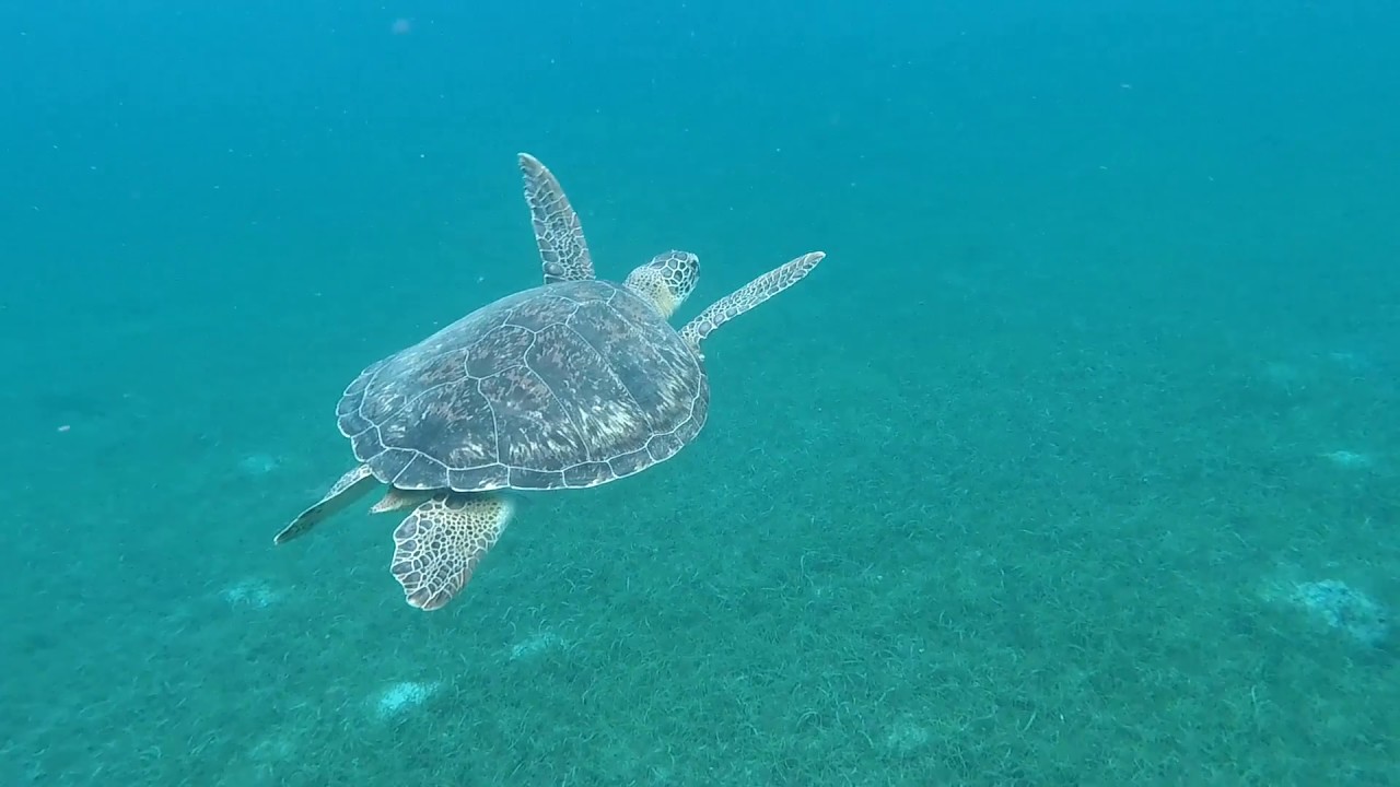 TORTUE GRANDE ANSE MARTINIQUE MARS 2018 YouTube