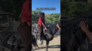 BLACK STALLION