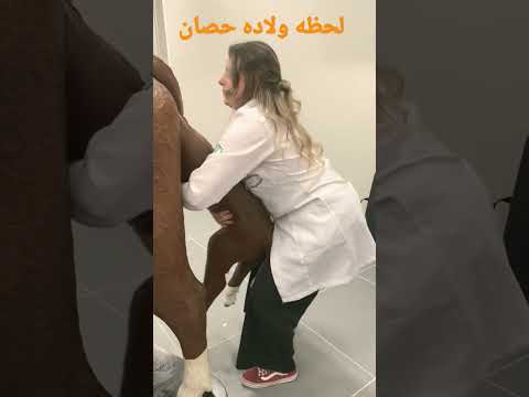 فيديو: أصغر حصان في بريطانيا يعتقد أنه كلب