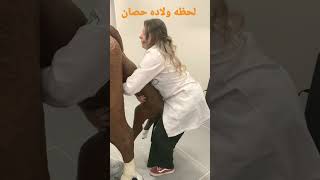 لحظه ولاده حصان 🐴