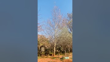 Large London Plain tree for sale on our farm. #trees #gardening #landscape