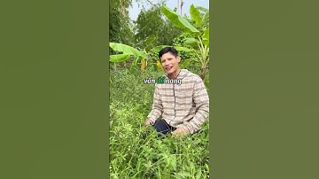 CÙNG TÌM HIỂU VỀ CÂY CỎ MỰC #thuocnam #caythuocnam #thaoduoc #dongy #shorts