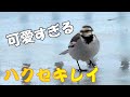 扉を開けると走り寄って来るハクセキレイ