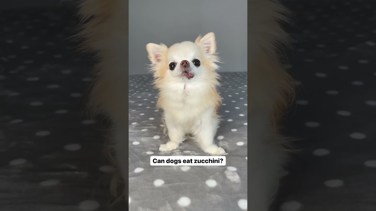 zucchini ok for dogs