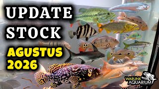 Freshwater & Brackish Predator Fish Stock & Price Update August 2026 - Warunk Aquarium 
