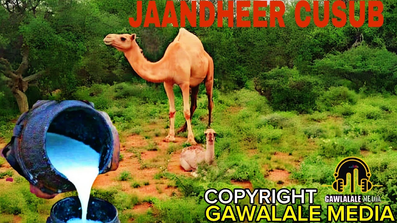 MUUSE MAXAMUUD AYAX Hobolkii WAYNAA #JAANDHEER