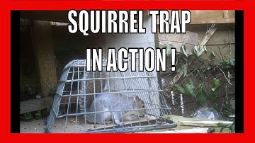 Squirrel Trap In Action Figure 4 Squirrel Trap